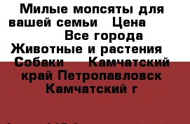 Милые мопсяты для вашей семьи › Цена ­ 20 000 - Все города Животные и растения » Собаки   . Камчатский край,Петропавловск-Камчатский г.